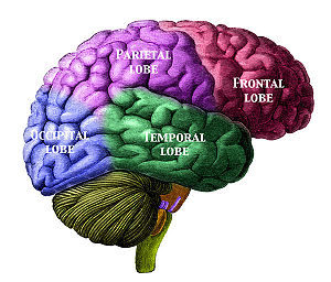 300px-Brain_Lobes