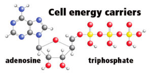 Structural chemical formula and model of adenosine triphosphate