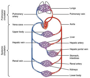 Circulatory System