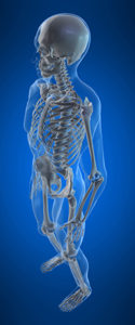 3d rendered anatomy illustration of a human skeleton