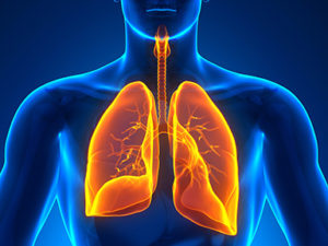 Medical Imaging - Male Organs - Lungs