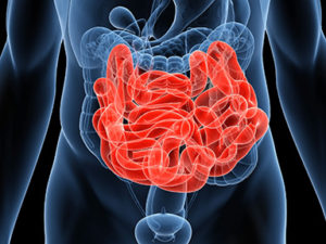 3d rendered illustration of human body with highlighted small intestines